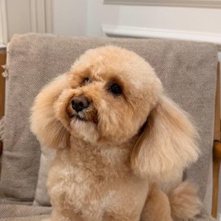 Sox, an apricot toy poodle, sitting on a chair
